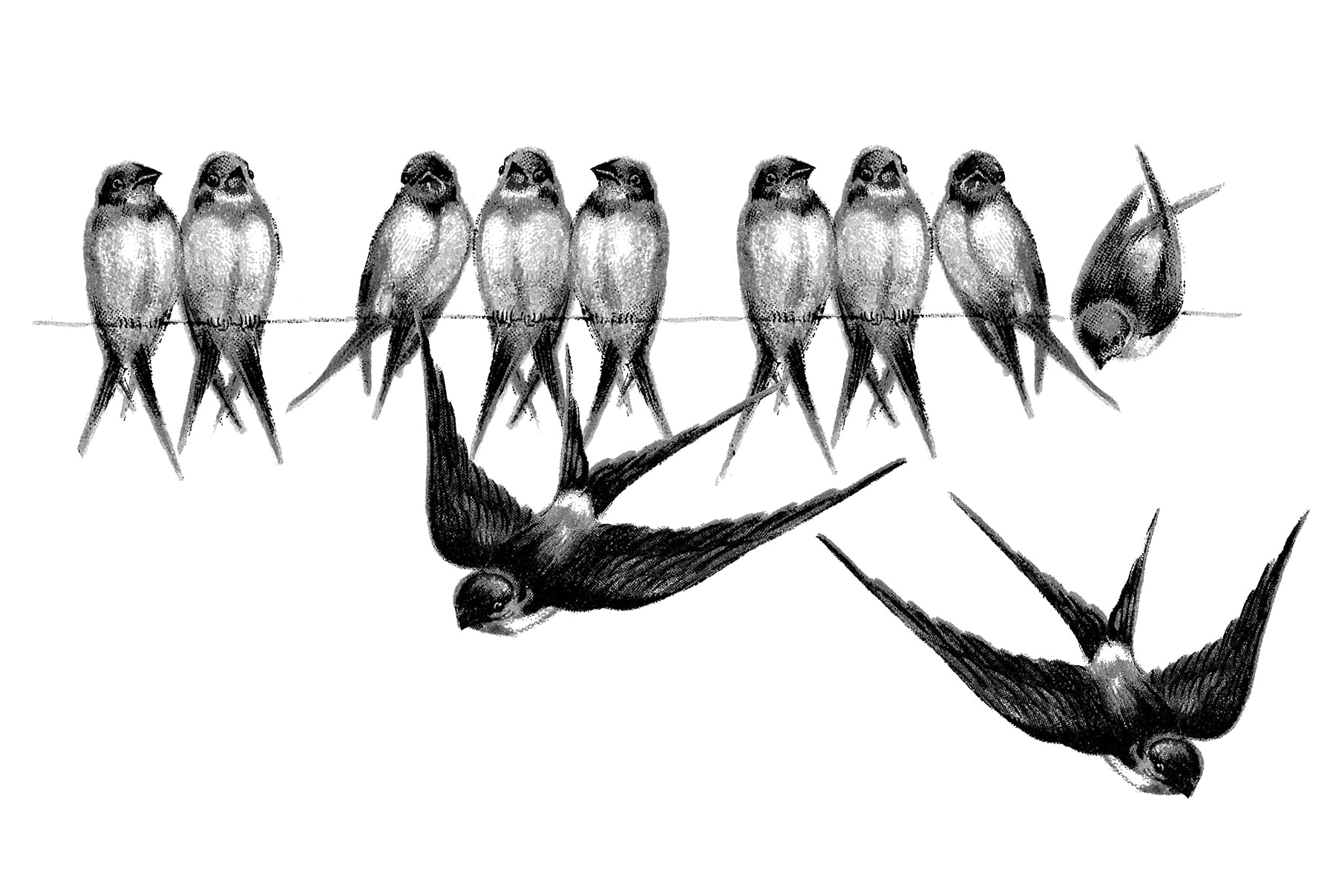 Fairy Bird PNG Picture SVG Clip arts