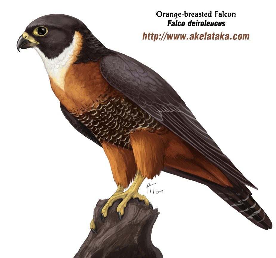 Falcon PNG Photos SVG Clip arts download - Download Clip Art, PNG Icon Arts