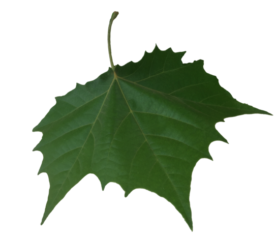 Falling Leaf Transparent Background PNG, SVG Clip art for ...
