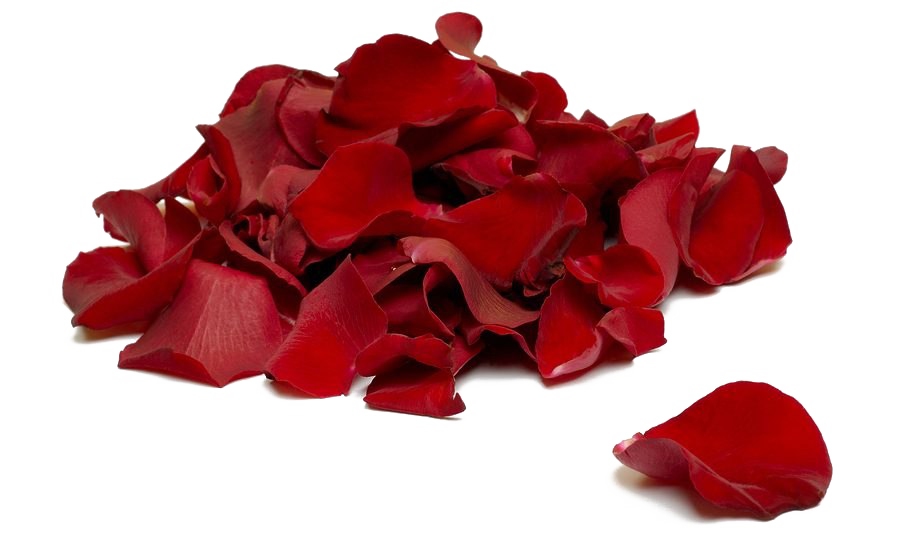 Falling Rose Petals Transparent Background SVG Clip arts dow