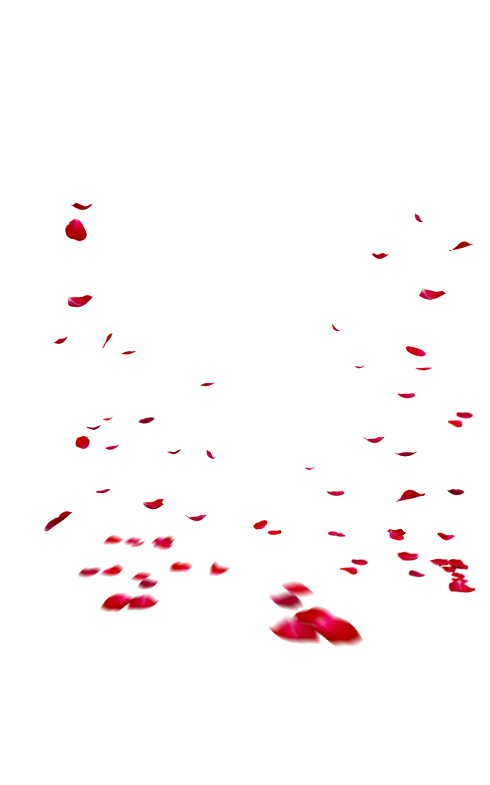 Falling Rose Petals Transparent Images PNG PNG, SVG Clip art for Web