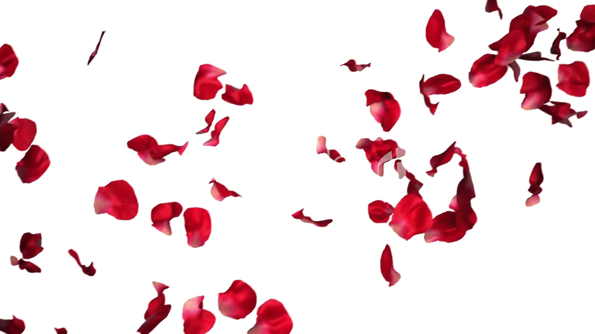 Falling Rose Petals Transparent PNG SVG vector. here. 
