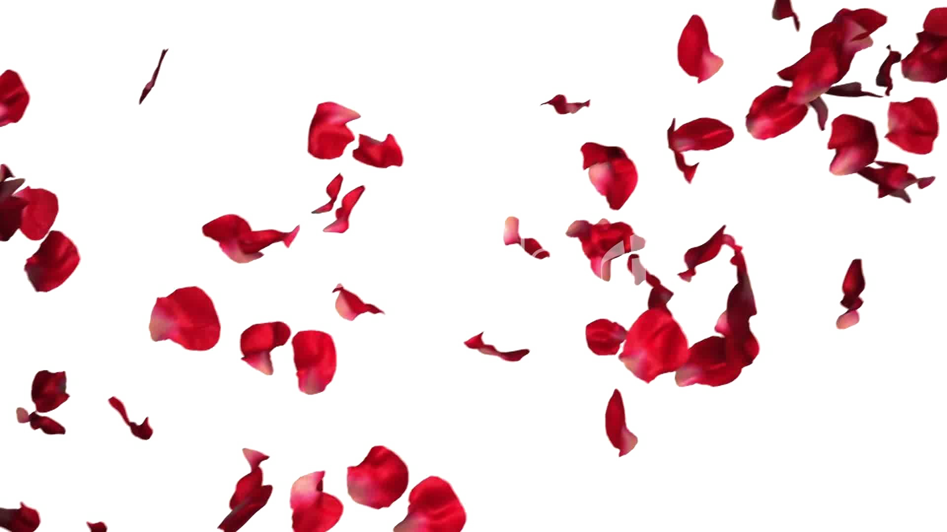 Falling Rose Petals Transparent PNG SVG Clip arts download Download