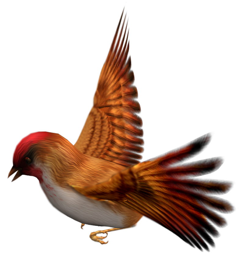 Птицы картинки png