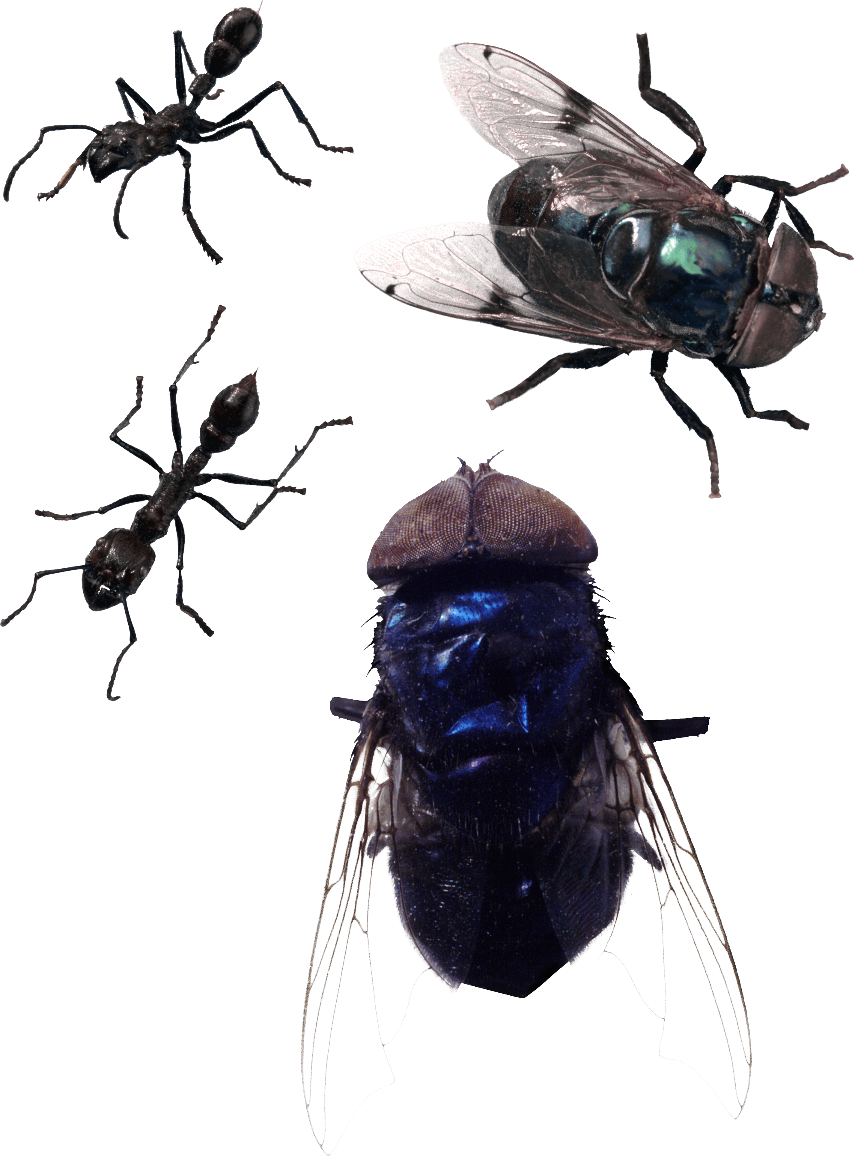 Fly PNG Image PNG, SVG Clip art for Web - Download Clip Art, PNG Icon Arts