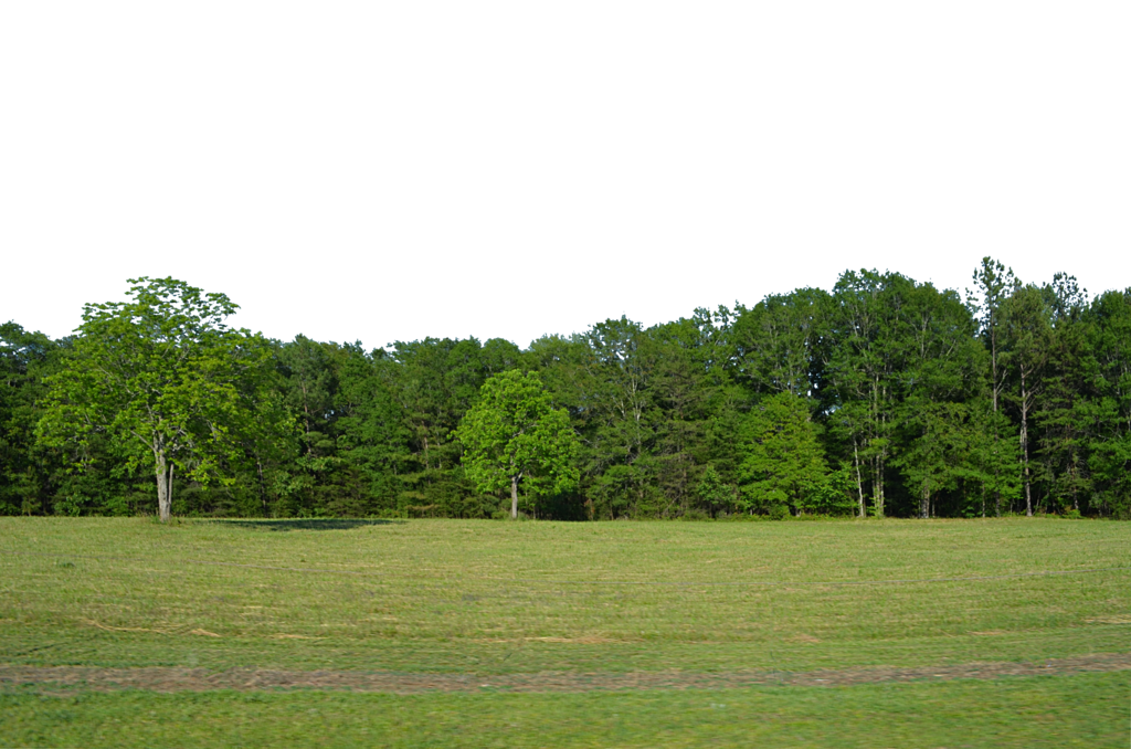 Forest PNG Pic Background SVG Clip arts download - Download Clip Art