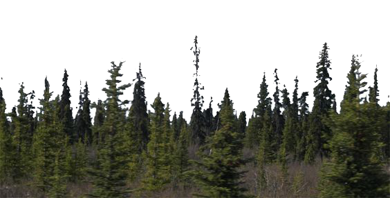 Forest PNG Transparent Background PNG, SVG Clip art for Web - Download