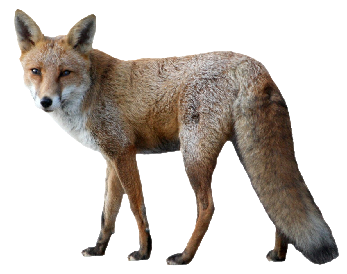 Png pics. Лиса на белом фоне. Животные на прозрачном фоне. Лесные животные на белом фоне. Звери без фона.