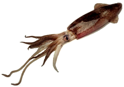 Free Free 175 Squid Svg Free SVG PNG EPS DXF File
