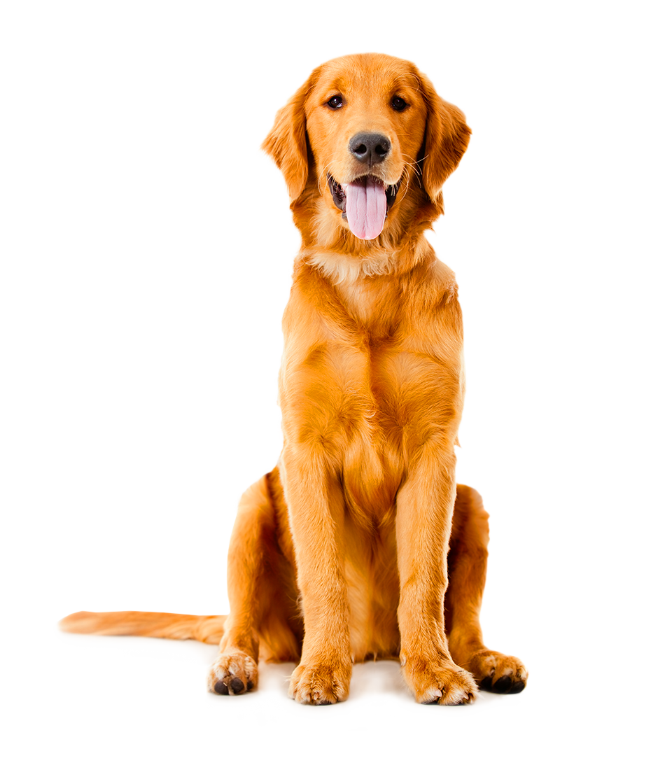 Golden Retriever PNG Background Photo PNG, SVG Clip art for Web