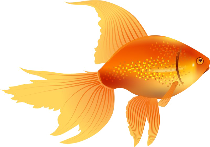 Goldfish Png Image Png Svg Clip Art For Web Download Clip Art Png Icon Arts