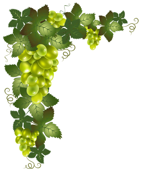 Download Grapevine Png Photos Png Svg Clip Art For Web Download Clip Art Png Icon Arts