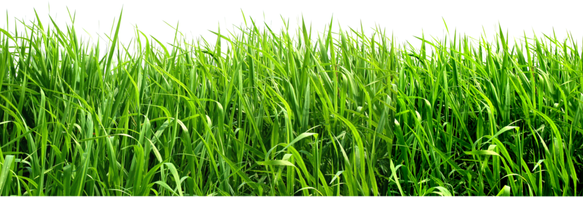 Green Background PNG Image PNG, SVG Clip art for Web - Download Clip