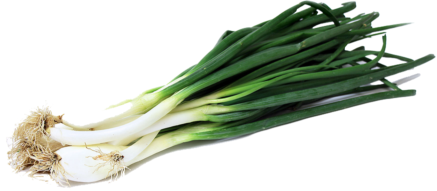 Green Onion PNG Image PNG, SVG Clip art for Web - Download Clip Art