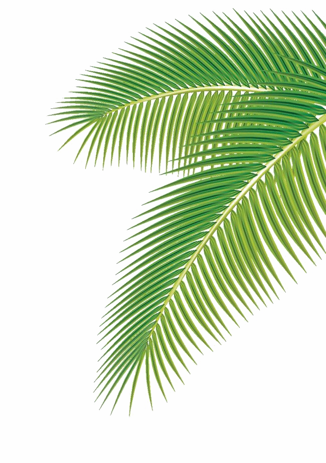 Green Palm Leaves PNG Clipart PNG, SVG Clip art for Web - Download Clip