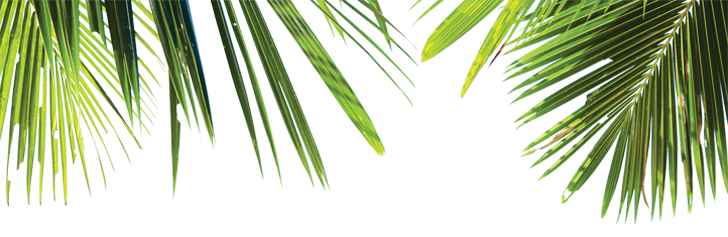 Green Palm Leaves PNG Free Download PNG, SVG Clip art for Web