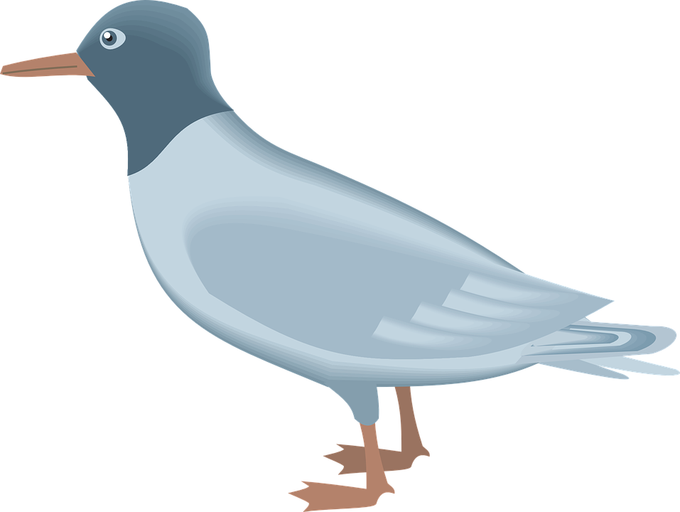 Gulls PNG Picture SVG Clip arts