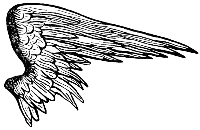 Half Wings PNG Picture SVG Clip arts