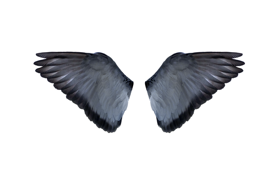 Half Wings Transparent PNG SVG Clip arts