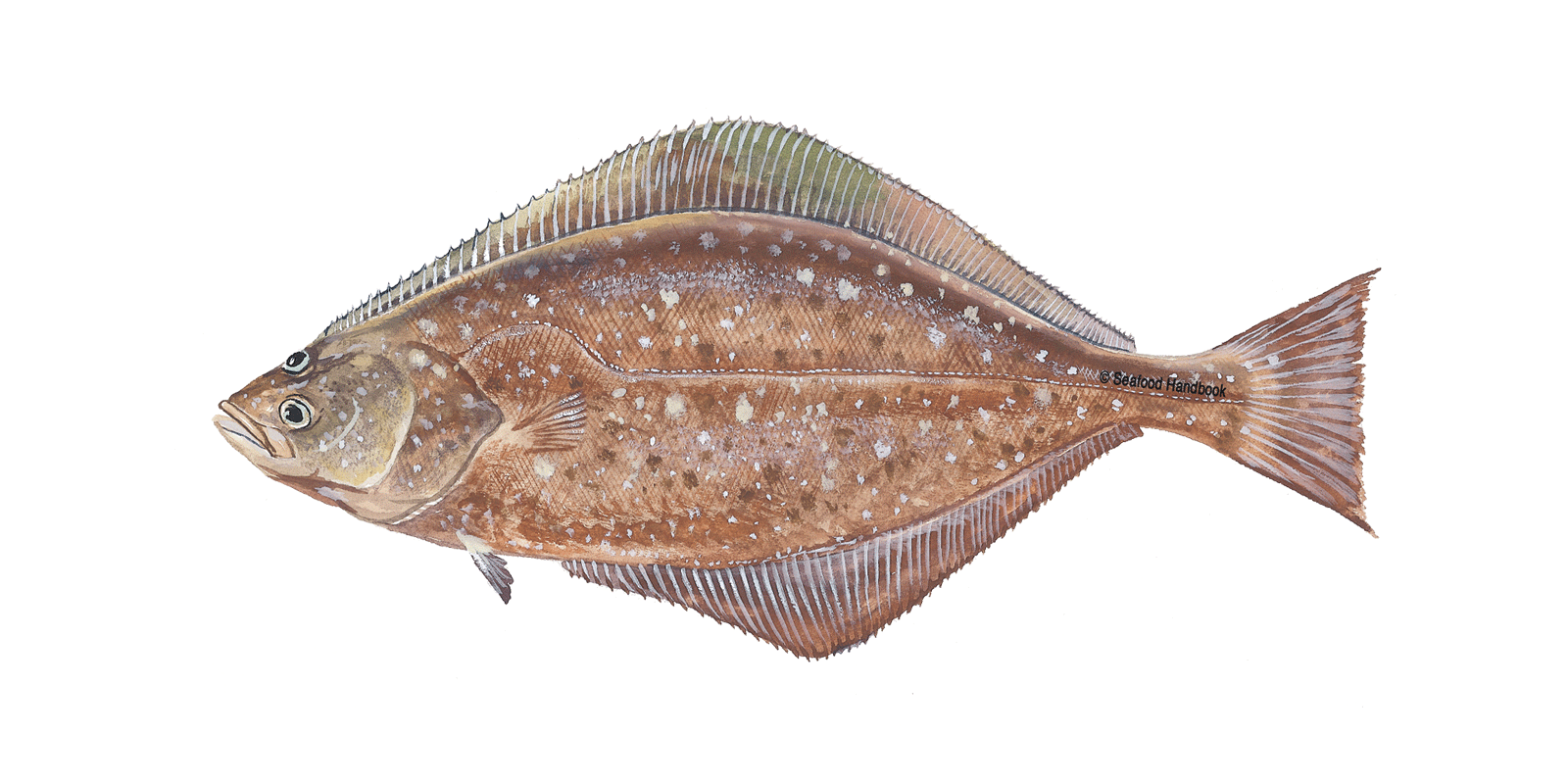 Halibut PNG Clipart PNG, SVG Clip art for Web - Download Clip Art, PNG