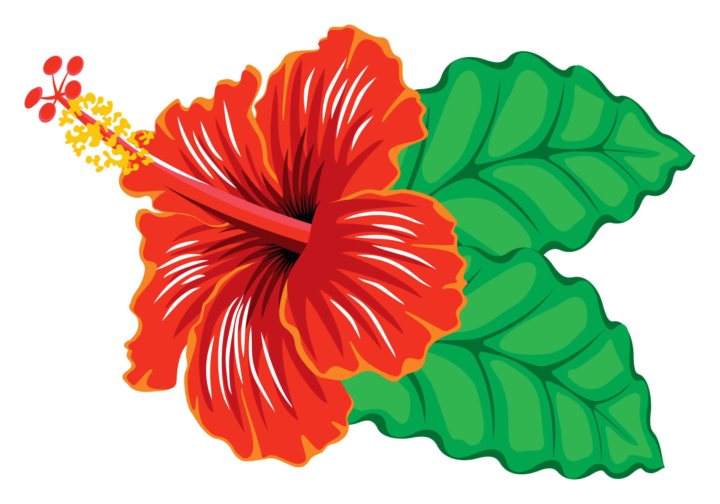Hibiscus PNG Clipart SVG Clip arts