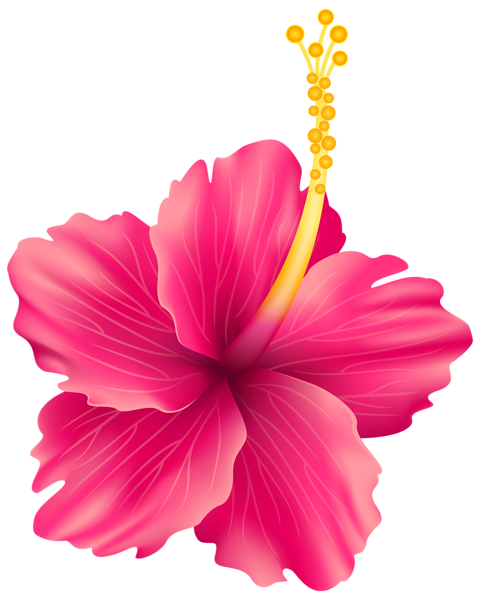 Hibiscus PNG File SVG Clip arts