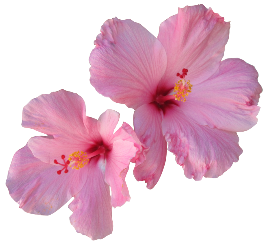 Hibiscus PNG Free Download SVG Clip arts