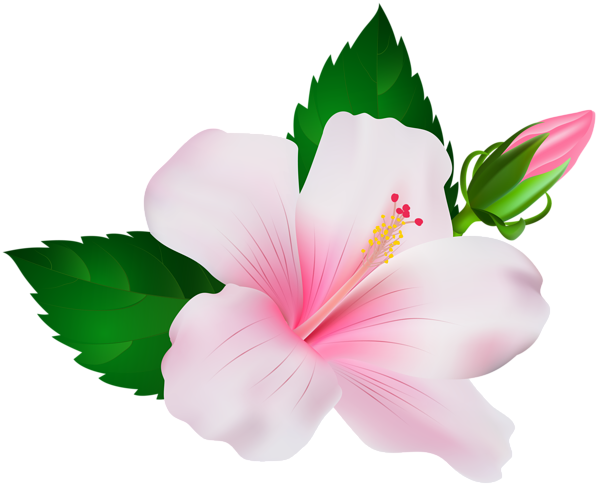Hibiscus PNG Image SVG Clip arts