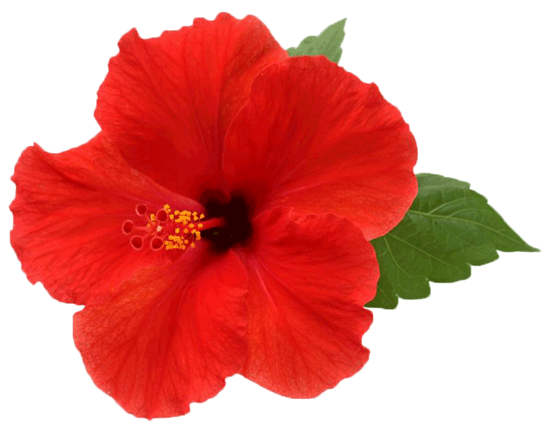 Hibiscus PNG Picture SVG Clip arts