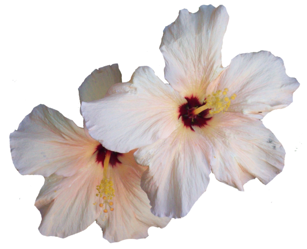 Hibiscus PNG Transparent Image SVG Clip arts