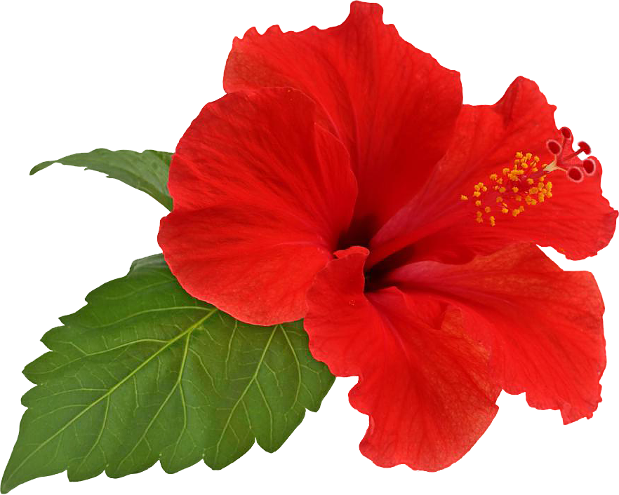 Hibiscus Transparent PNG PNG, SVG Clip art for Web - Download Clip Art