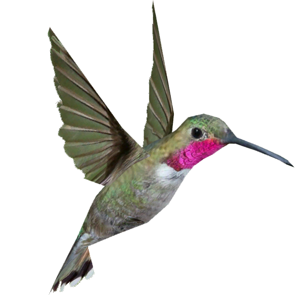 Hummingbird PNG Background Image SVG Clip arts