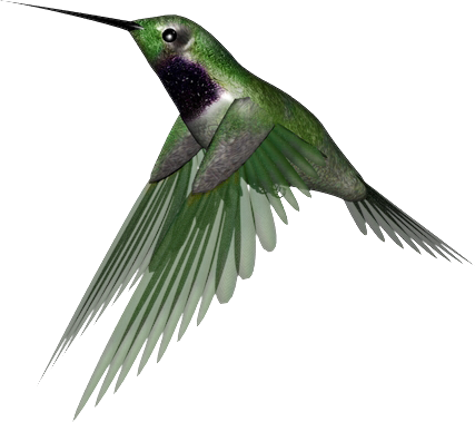 Hummingbird PNG Clipart SVG Clip arts
