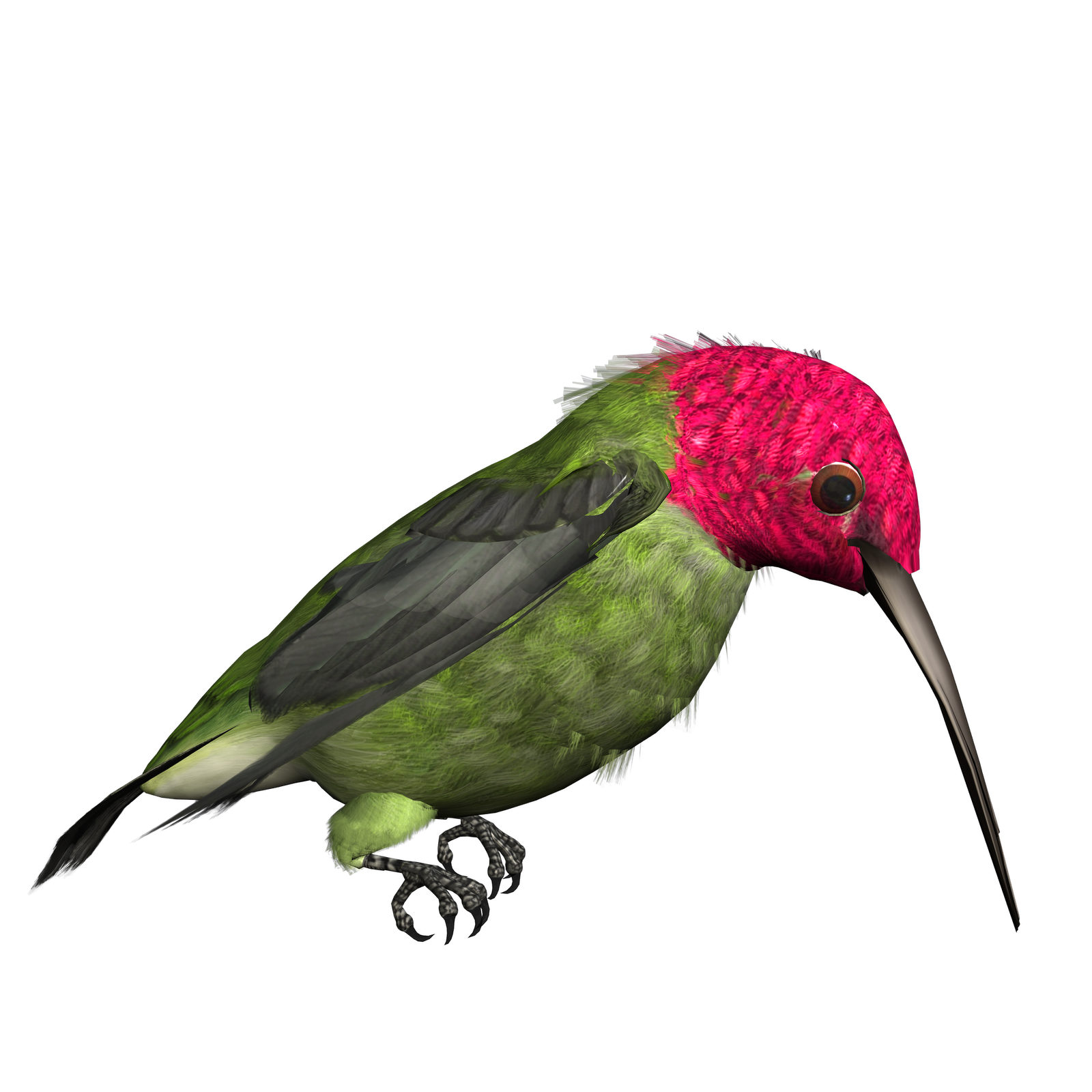 Free Free 121 Hummingbird Svg Free Download SVG PNG EPS DXF File