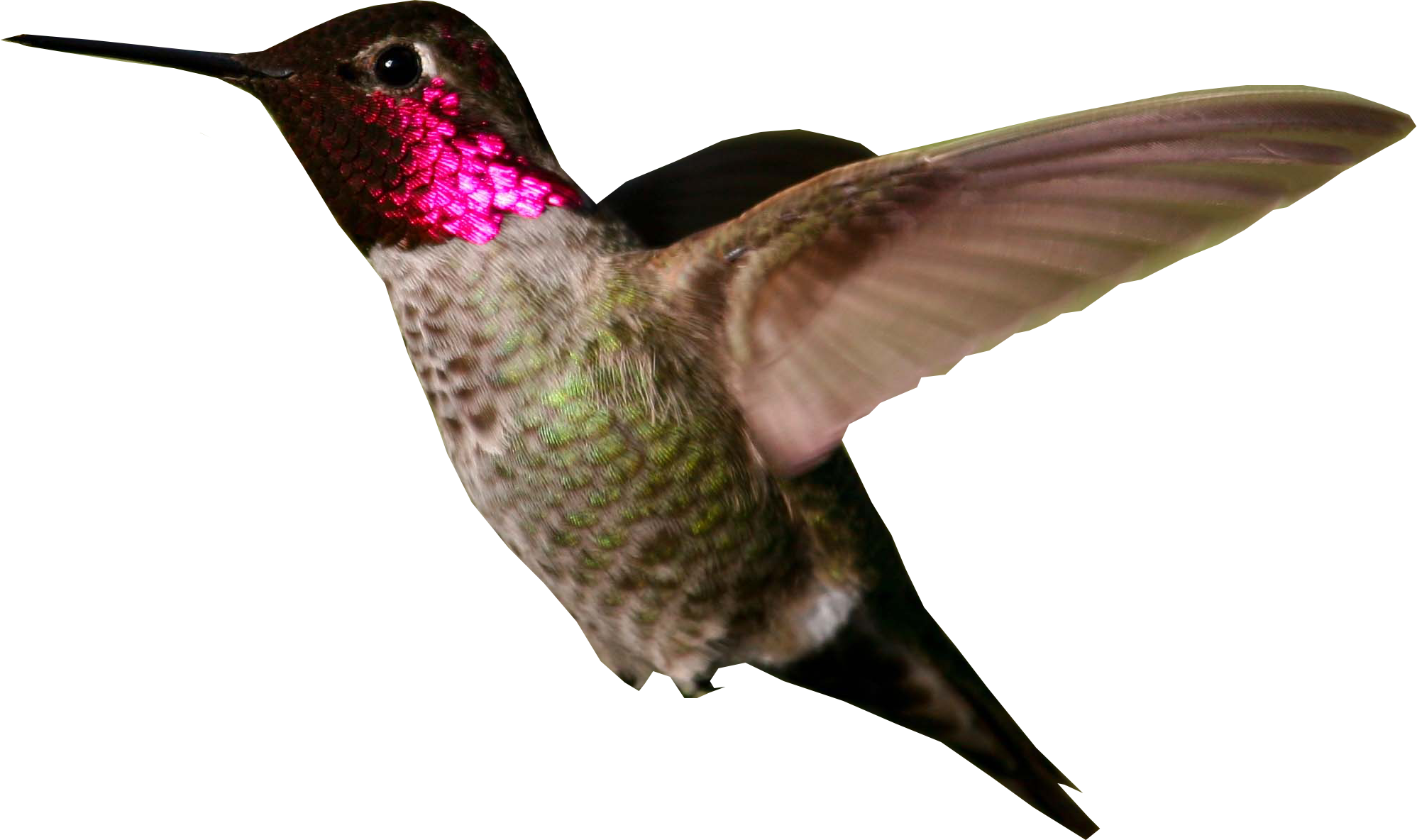 Hummingbird PNG Photo SVG Clip arts