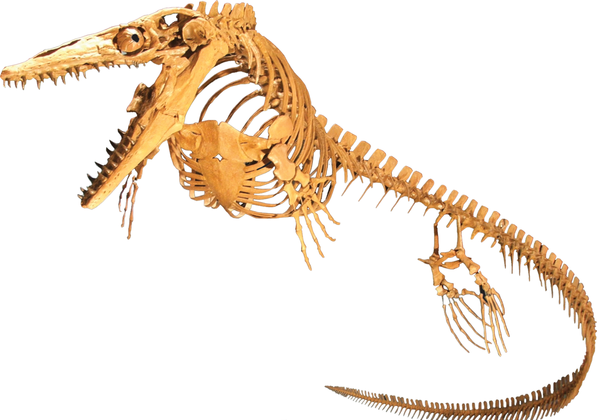 Ichthyosaur PNG Background Image SVG Clip arts
