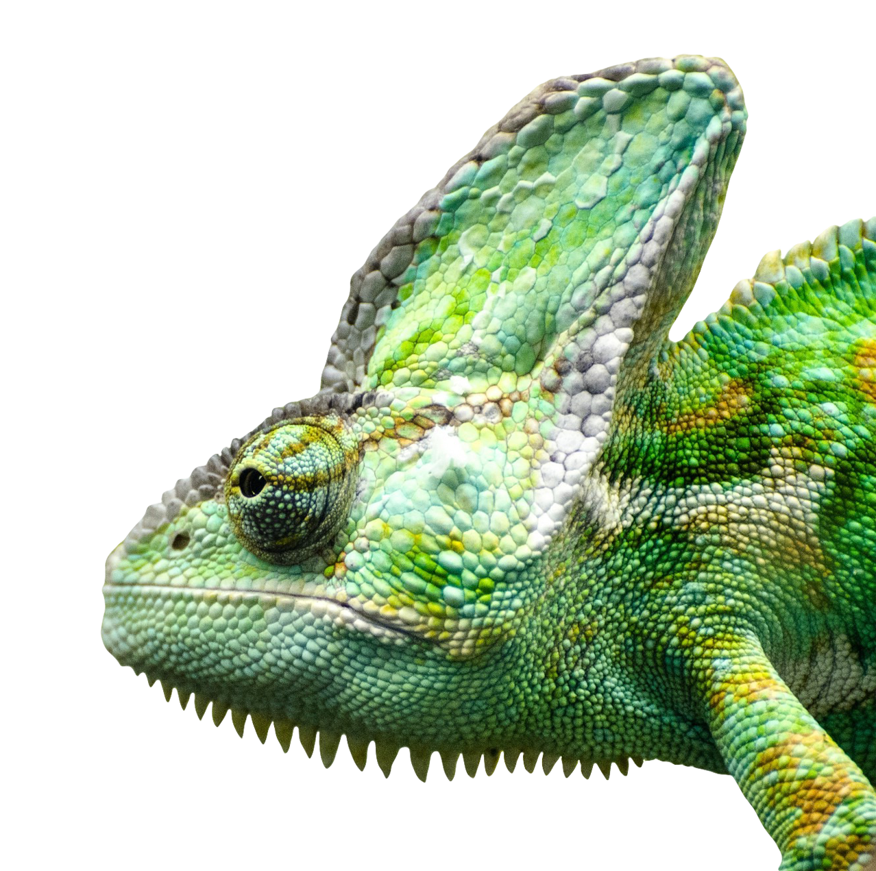 Iguana PNG Free Download SVG Clip arts
