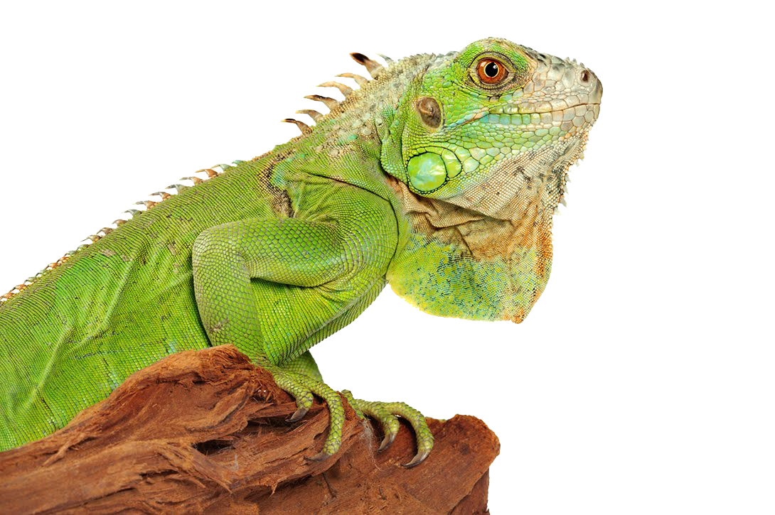Iguana PNG Photo SVG Clip arts