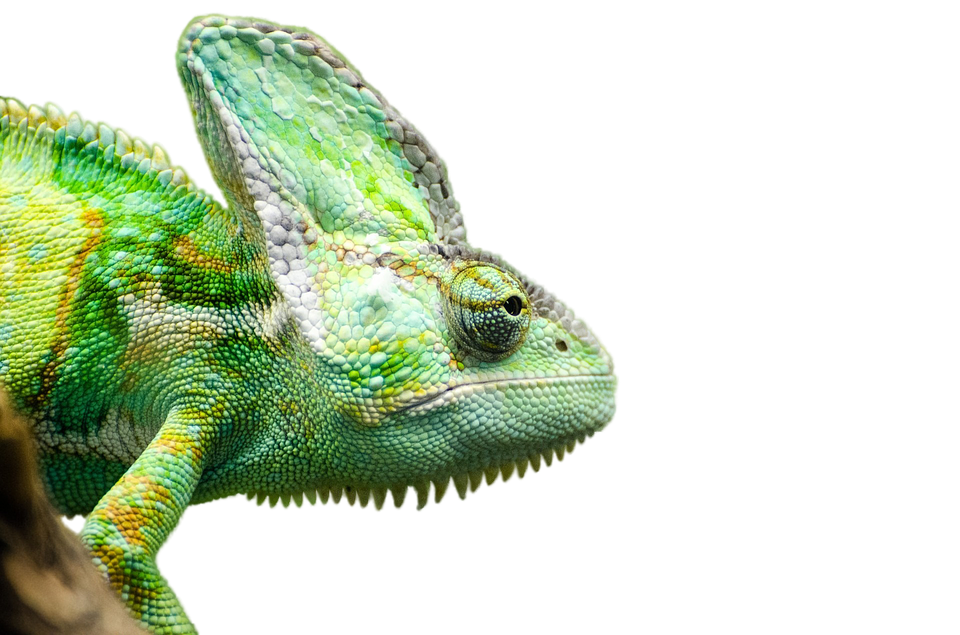 Iguana PNG Transparent Picture SVG Clip arts