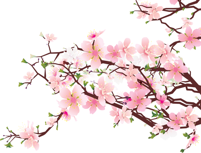 Japanese Flowering Cherry PNG Clipart SVG Clip arts