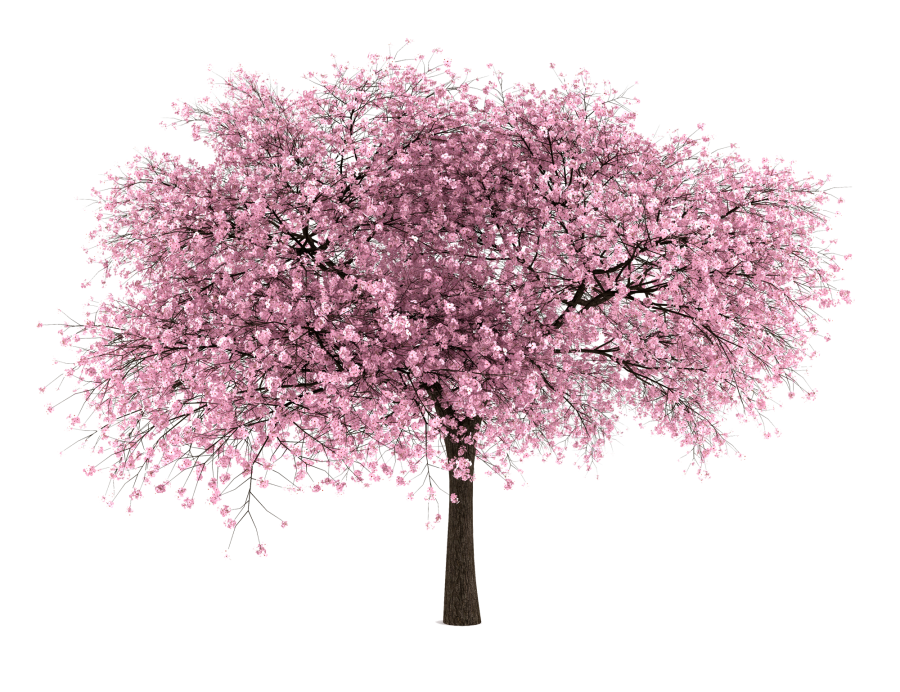 Japanese Flowering Cherry PNG File SVG Clip arts