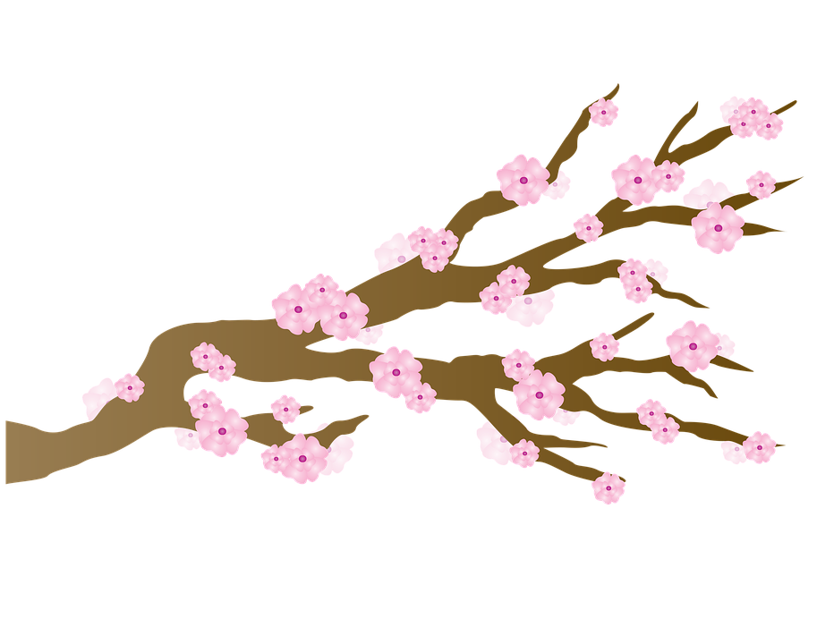 Japanese Flowering Cherry PNG HD SVG Clip arts
