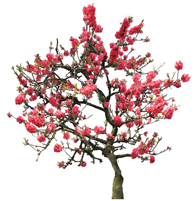 Japanese Flowering Cherry PNG Image SVG Clip arts