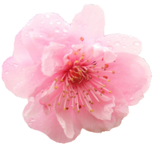 Japanese Flowering Cherry PNG Photo SVG Clip arts