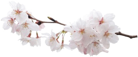 Japanese Flowering Cherry PNG Pic SVG Clip arts