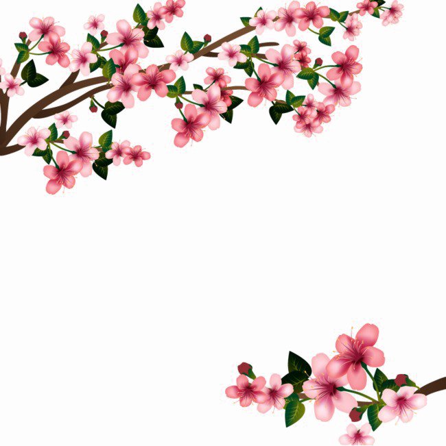Japanese Flowering Cherry PNG Transparent Image SVG Clip arts