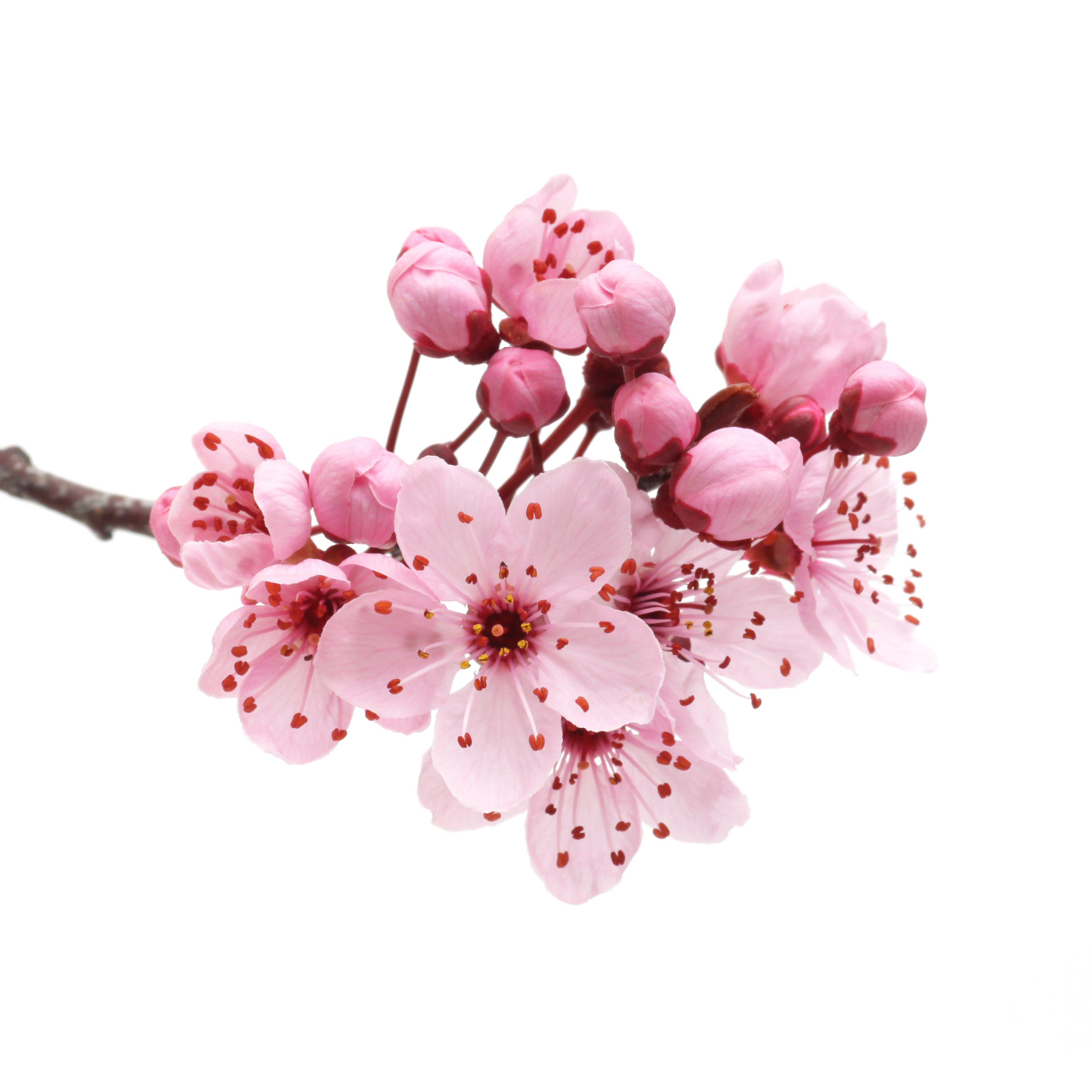 Japanese Flowering Cherry PNG Transparent SVG Clip arts