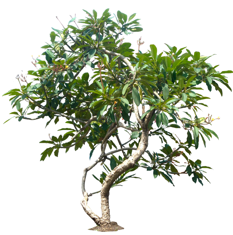 Jungle Tree PNG File PNG, SVG Clip art for Web - Download ...