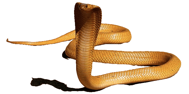 King Cobra PNG HD SVG Clip arts