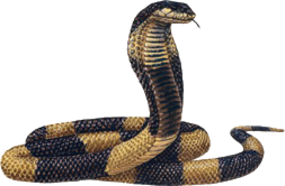King Cobra PNG Transparent Image SVG Clip arts